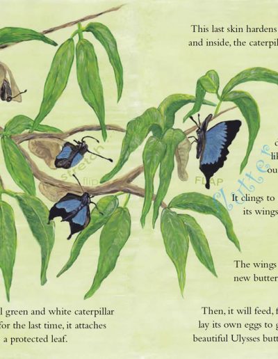 Butterfly Children's Story Book | Lyssie the Butterfly | Ulysses Butterfly Kids Book